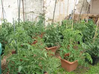 IMG_1590.JPG