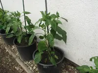 Paprika.webp