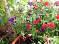 c026.webp
