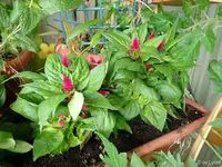 c028.webp