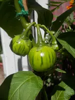 P6140611 (2).webp