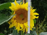 DSC00034.webp