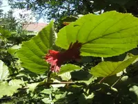 BILD9856.webp