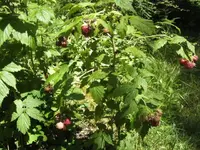 BILD9861.webp