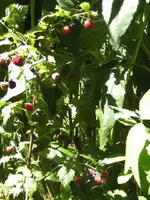 BILD9864.webp