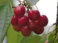 image001.webp