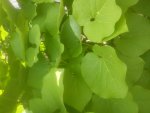 DSC05018.jpg