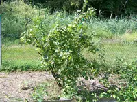 100_6597.webp