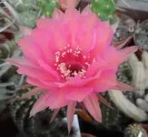 SAM_9823.webp