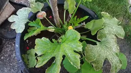 1529169288039-537066713.webp