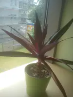 DSC05001.jpg