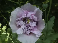 BILD9870.webp