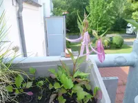 P1090390.webp