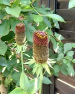 IMG_20180617_091605~2.jpg