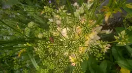 WP_20180617_004.jpg
