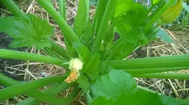 WP_20180617_012.webp