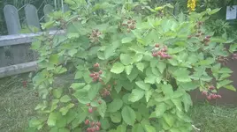 WP_20180617_017.jpg