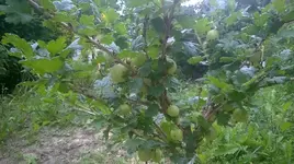 WP_20180617_018.jpg