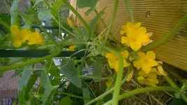 WP_20180617_013.jpg