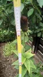 IMG_20180617_140655.jpg