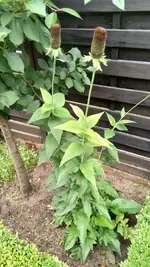 IMG_20180617_140702.webp