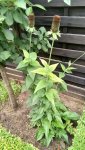 IMG_20180617_140702.jpg