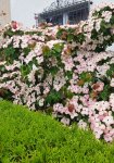 20180612_081505.jpg