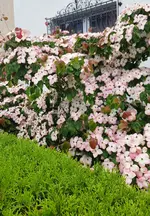 20180612_081505.webp
