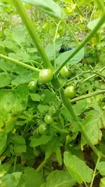 IMG_20180617_145509.webp