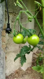 IMG_20180617_150120.webp