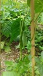 IMG_20180617_145931.jpg