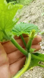 IMG_20180617_145842.webp