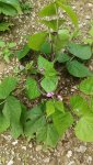 IMG_20180617_145908.jpg