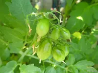 c032.webp
