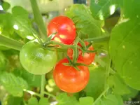 c033.webp