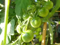 c034.webp