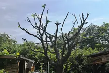 Baum 1.webp