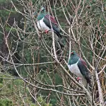 IMG_0268v (2).webp