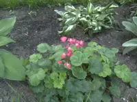 BILD9826.webp
