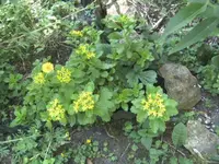 BILD9875.webp