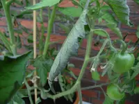 SAM_0503.webp