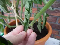 SAM_0505.webp