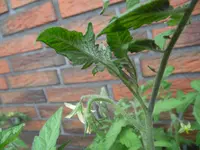 SAM_0506.webp