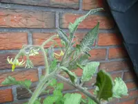 SAM_0507.webp