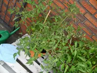SAM_0509.webp