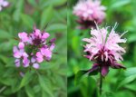 nessel-spinnenblume.jpg