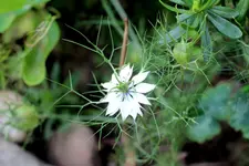 jungfer.webp