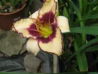 maureen faber_1024x768.webp