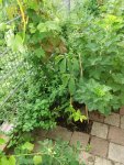 Resized_20180618_150309_6514.jpg