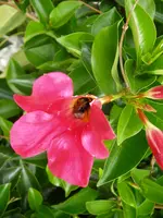 Hummeln_muttis_Blumen(2).JPG